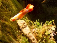 Guppy